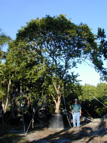 فلوکوریتا روکام